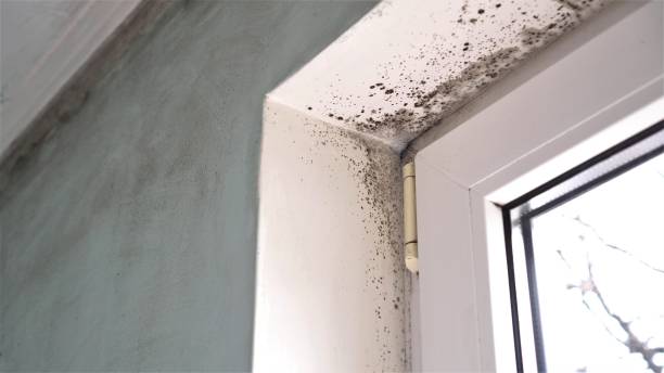 Best Mold Damage Repair  in Chesterfield, IN
