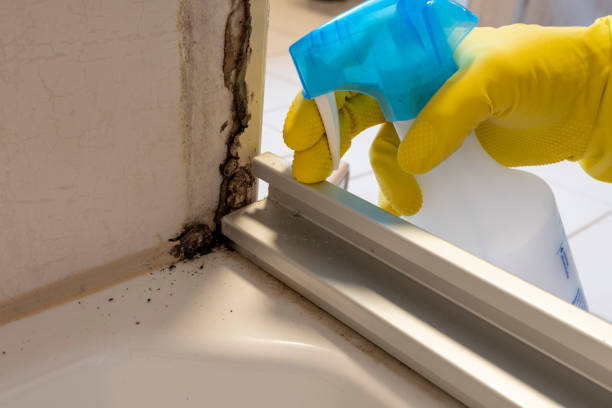 Best Mold Remediation  in Chesterfield, IN