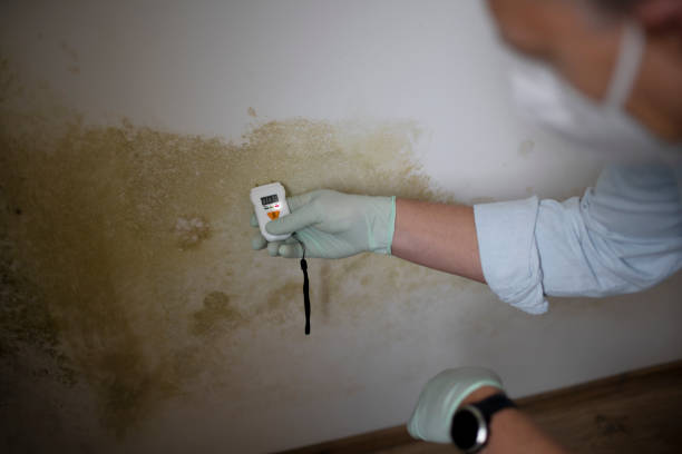 Trusted Chesterfield, IN Mold Removal Experts