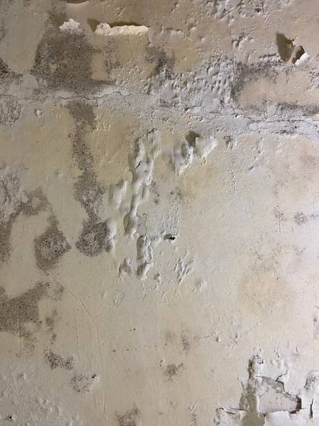 Best Same-Day Mold Removal  in Chesterfield, IN