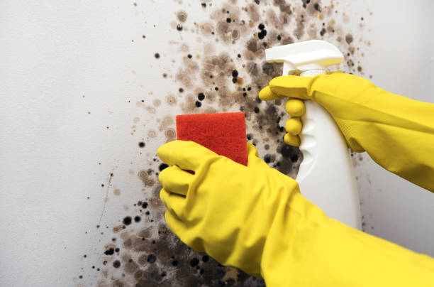 Best Mold Testing and Removal  in Chesterfield, IN