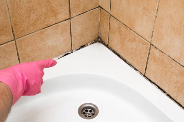 Best Mold Remediation  in Chesterfield, IN